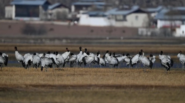 New Record:Migratory Black-necked Cranes broke through 500