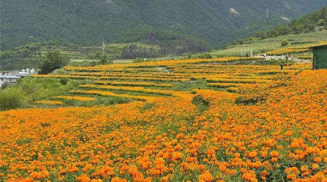 Marigold are blooming at Weixi